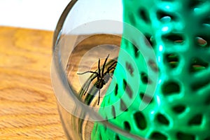 Indoor tegenarian spider, in a glass jar and a coral structure in a house, tegenaria, arachnida