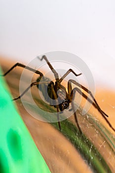 Indoor tegenarian spider, in a glass jar and a coral structure in a house, tegenaria, arachnida