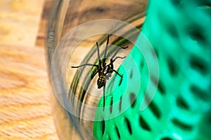 Indoor tegenarian spider, in a glass jar and a coral structure in a house, tegenaria, arachnida