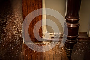 Indoor Termite Droppings photo
