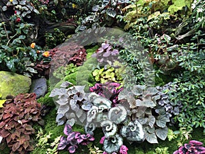 Indoor tropical ground cover