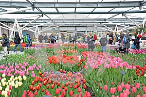 Indoor tulips exhibition at Keukenhof garden, Netherlands