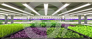Indoor vertical farm. Hydroponic microgreens plant factory. Plants grow with led lights. Sustainable agriculture for future food.