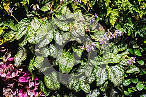 Indoor vertical garden