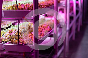 Beet microgreens growing hydroponically without soil under LED grow lights. Hydroponic farming