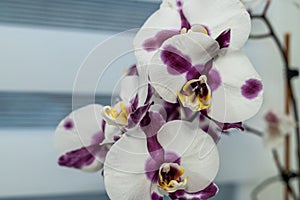 Indoor white with a purple tint Orchid flower in a pot stands on the windowsill near the window