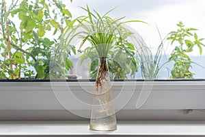 Indoor window planting rooting in glass bottle fibrous root grow