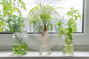 Indoor window planting rooting in glass bottle fibrous root grow photo