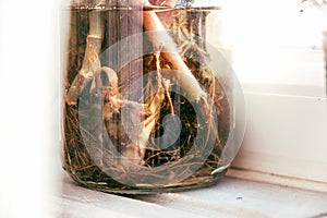 Indoor window planting rooting in glass bottle fibrous roots grow