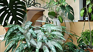 Indoor winter garden with different plants