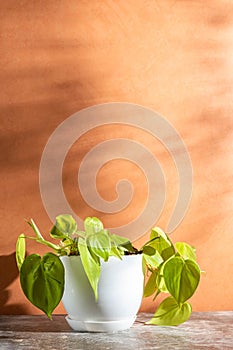 Indoorplant philidendron skandens micans lime in a white pot on peach wall color background