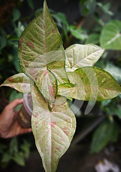 Indoorplant syngonium confetti - aroid popular plant collector