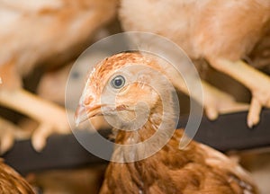 Indoors chicken farm, chicken feeding