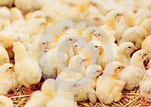 Indoors chicken farm, chicken feeding, farm for growing broiler chickens