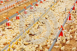 Indoors chicken farm, chicken feeding, farm for growing broiler chickens