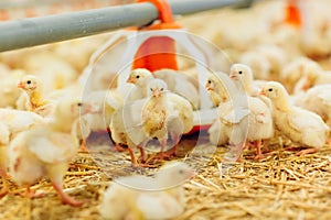 Indoors chicken farm, chicken feeding, farm for growing broiler chickens