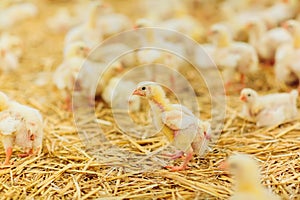 Indoors chicken farm, chicken feeding, farm for growing broiler chickens