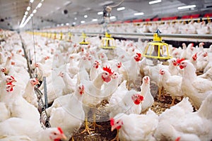 Indoors chicken farm, chicken feeding, farm for growing broiler chickens