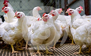 Indoors chicken farm, chicken feeding, farm for growing broiler chickens