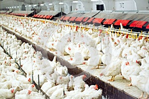 Indoors chicken farm, chicken feeding, large egg production