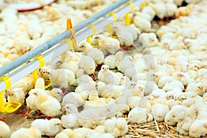 Indoors chicken farm, chicken feeding, large egg production photo