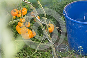 Indoors greenhouse a group of organic orange tomatoes on vine.