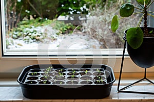 Indoors herb garden by the kitchen window