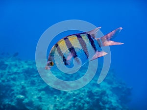 indopazific sergeant fish portrati view in deep blue water