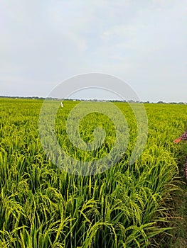 Indramayu Rice field