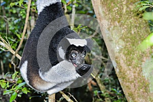 Indri, andasibe