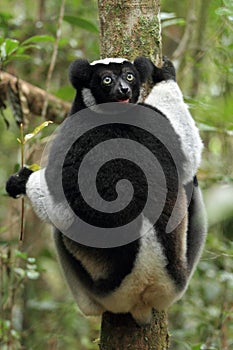 Indri photo