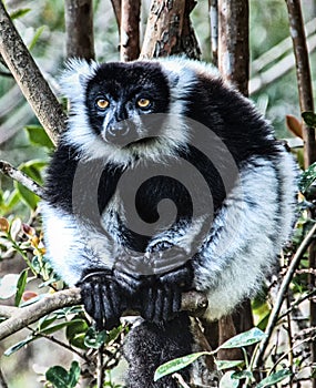 Indri or Babakoto Indri indri, Madagascar, Africa
