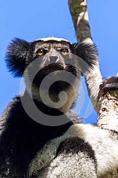 Indri Close up