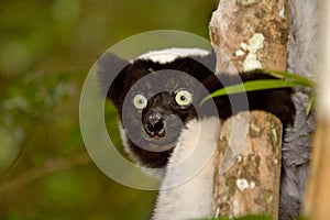 Indri Indri photo