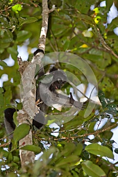 Indri Indri photo