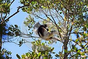 Indri Indri canopy
