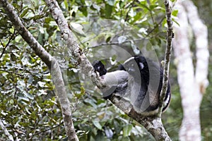 Indri, Indri indri