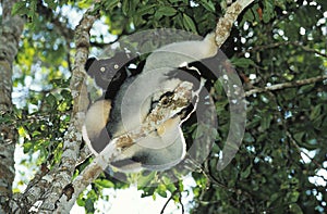 Indri, indri indri, Adult perched in Tree, Madagascar