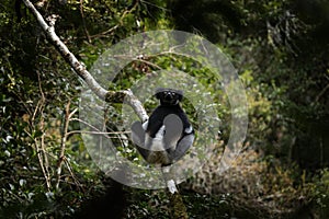 indri, indri indri, babakoto