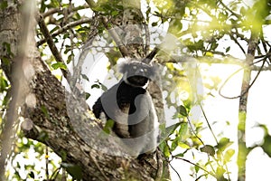 indri, indri indri, babakoto