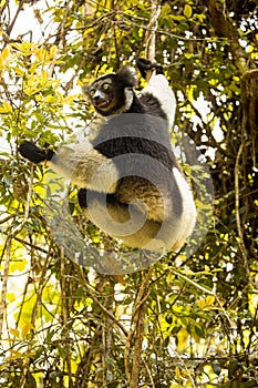 The Indri, Indri indri, Madagascar in nature