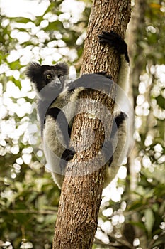 The Indri, Indri indri, Madagascar in nature