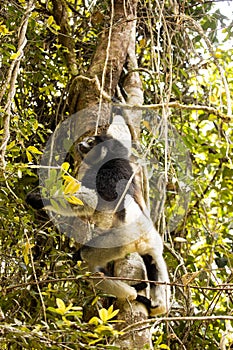 Indri, Indri indri, Madagascar in nature