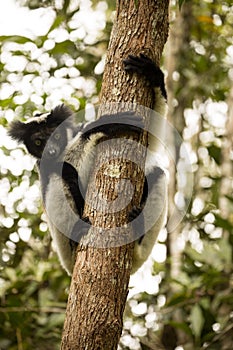 Indri, Indri indri, Madagascar in nature