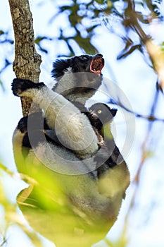 Indri Indri scream