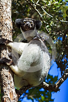 Indri Indri tree