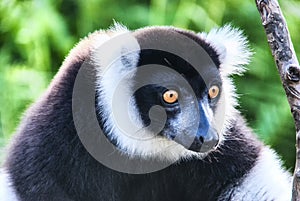 Indri, the largest lemur of Madagascar