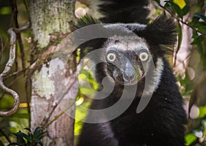 Indri, the largest lemur of Madagascar