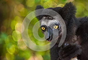 Indri, the largest lemur of Madagascar