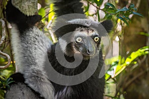 Indri, the largest lemur of Madagascar